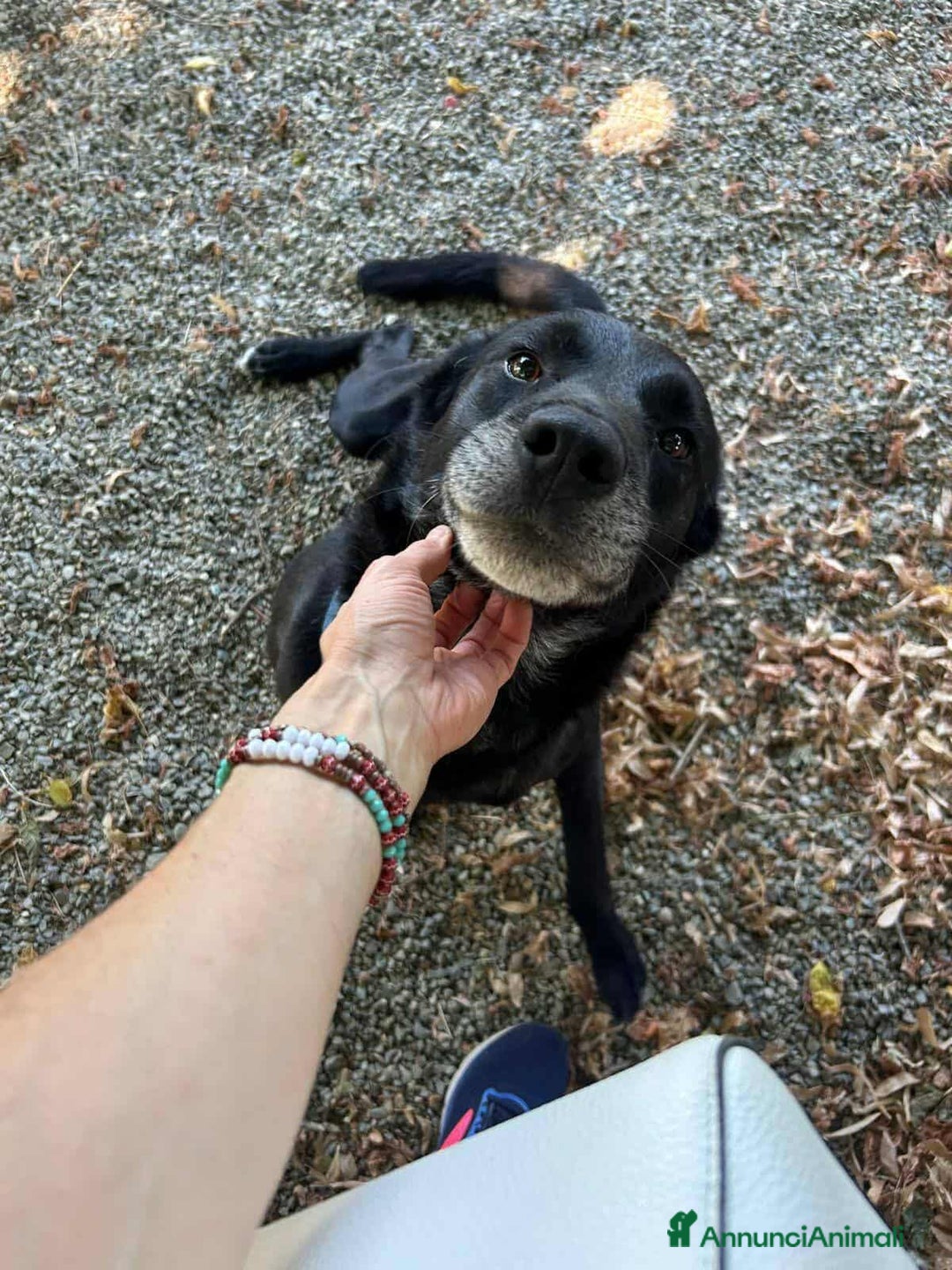 Meticcio cani in regalo: NATHAN, fantastico pastorino in nero! - Annuncio 4