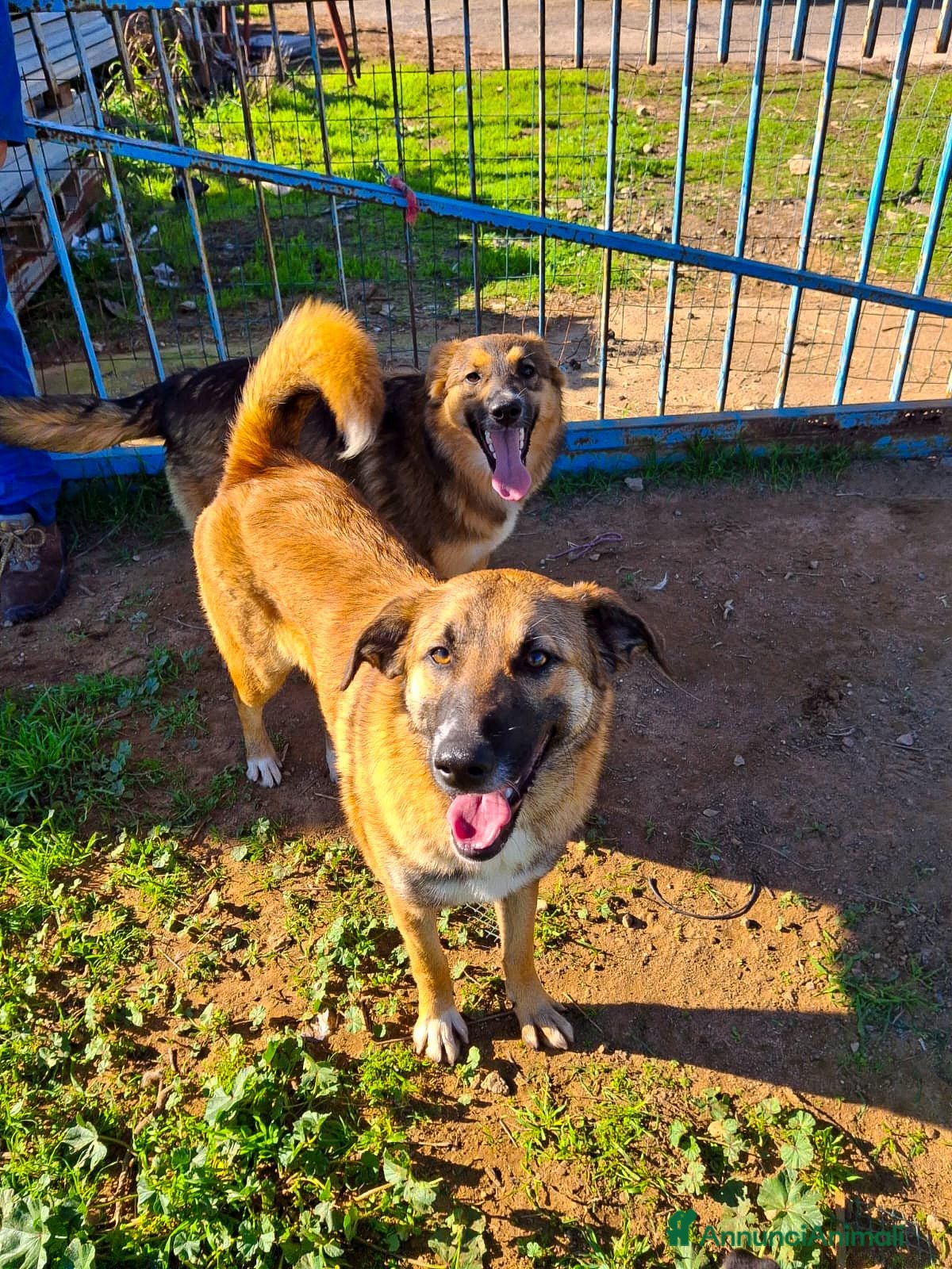 Meticcio cani BEA 🩷 - cucciola abbandonata e buttata, cerca 🏠  - Annuncio 22