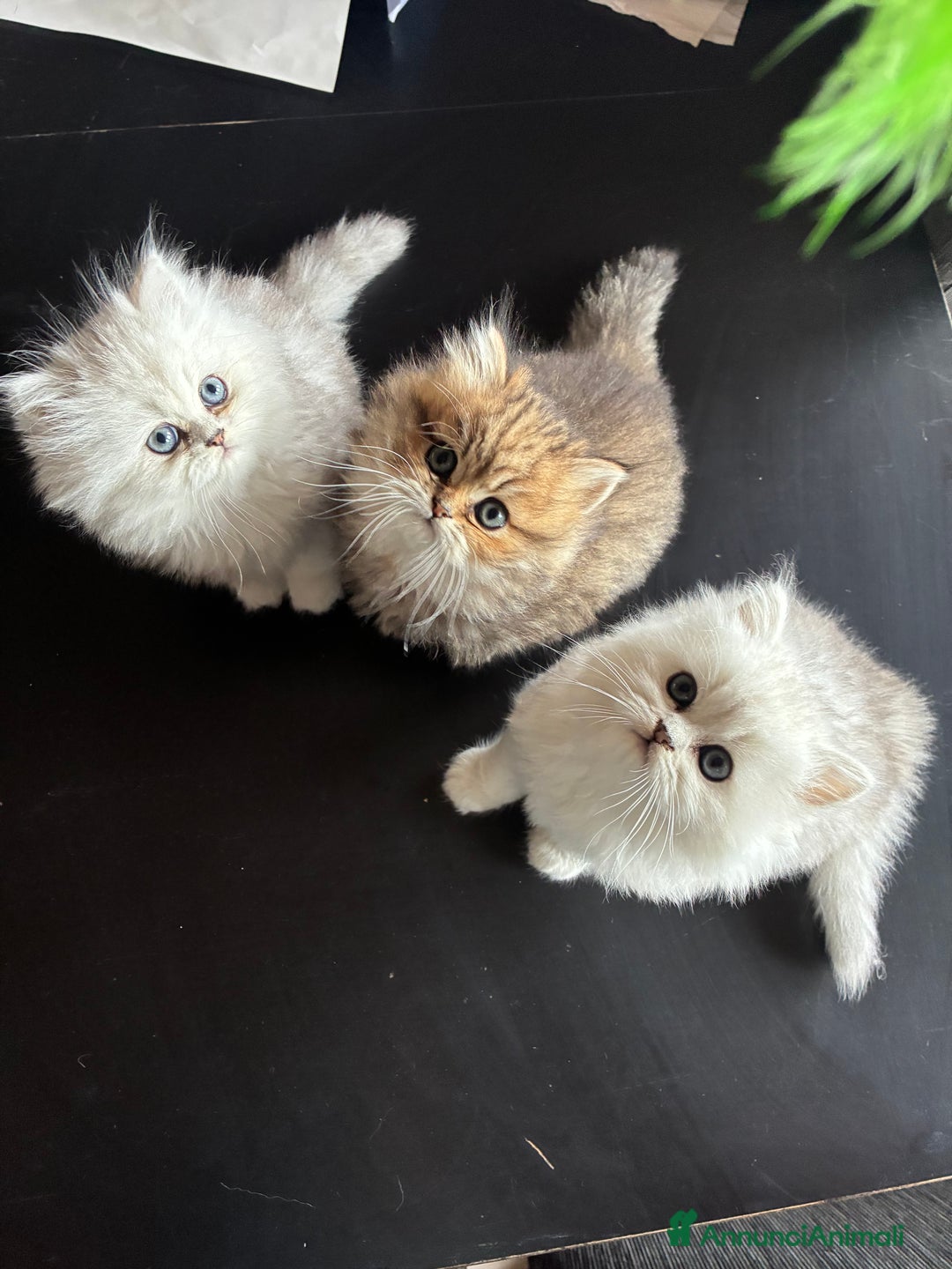 Persiano gatti in vendita: Persiano chincilla  - Annuncio 6