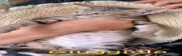 Europeo gatti in regalo: GIUGGIOLO E CARAMELLA - Annuncio 3