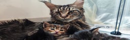 Maine Coon gatti in vendita: Dolci cuccioli Maine Coon  - Annuncio 2