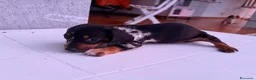 Bassotto cani in vendita: Bassotto - Annuncio 4