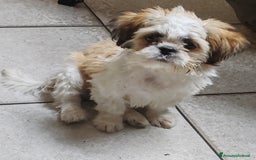 Shih Tzu cani in vendita: Cucciolo di shitzu - Immagine 1