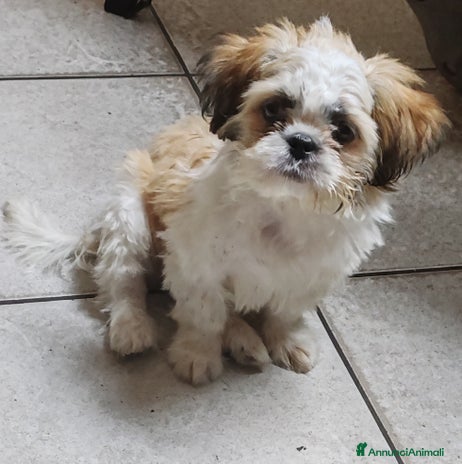 Shih Tzu cani Cucciolo di shitzu - Annuncio 5