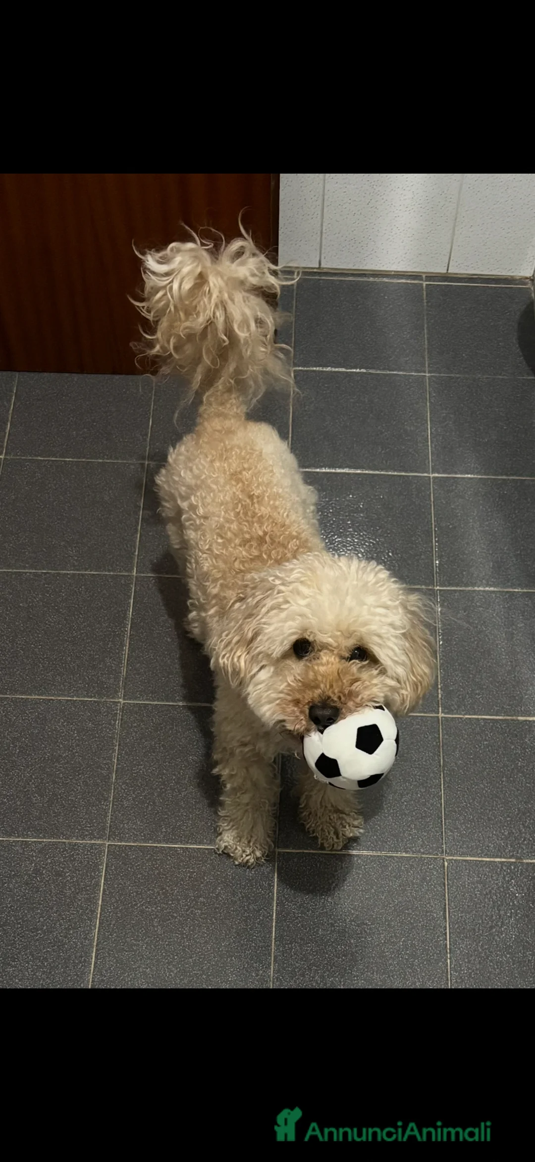 Barboncino Toy cani per accoppiamento: Barboncino toy cerca fidanzatina  a Città metropolitana di Milano - Annuncio 4