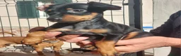 Pinscher Tedesco cani in vendita: Cuccioli pinscher nano  a Provincia di Perugia - Annuncio 6