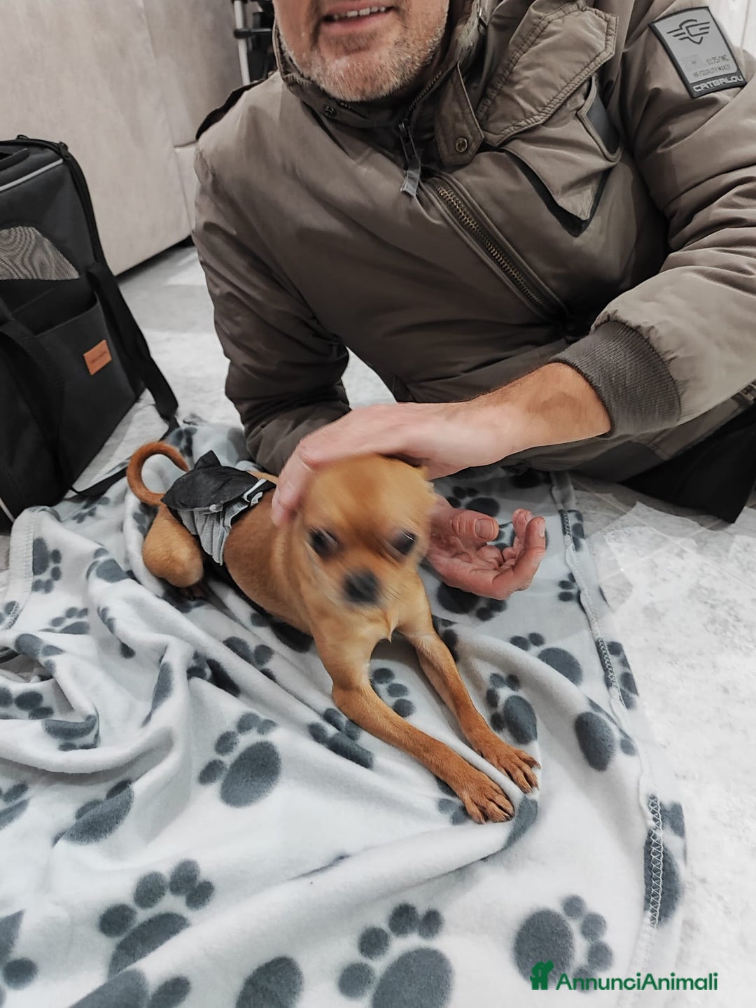 Chihuahua cani in vendita: Chihuahua pelo corto 14 mesi guinzaglio traversina - Annuncio 11