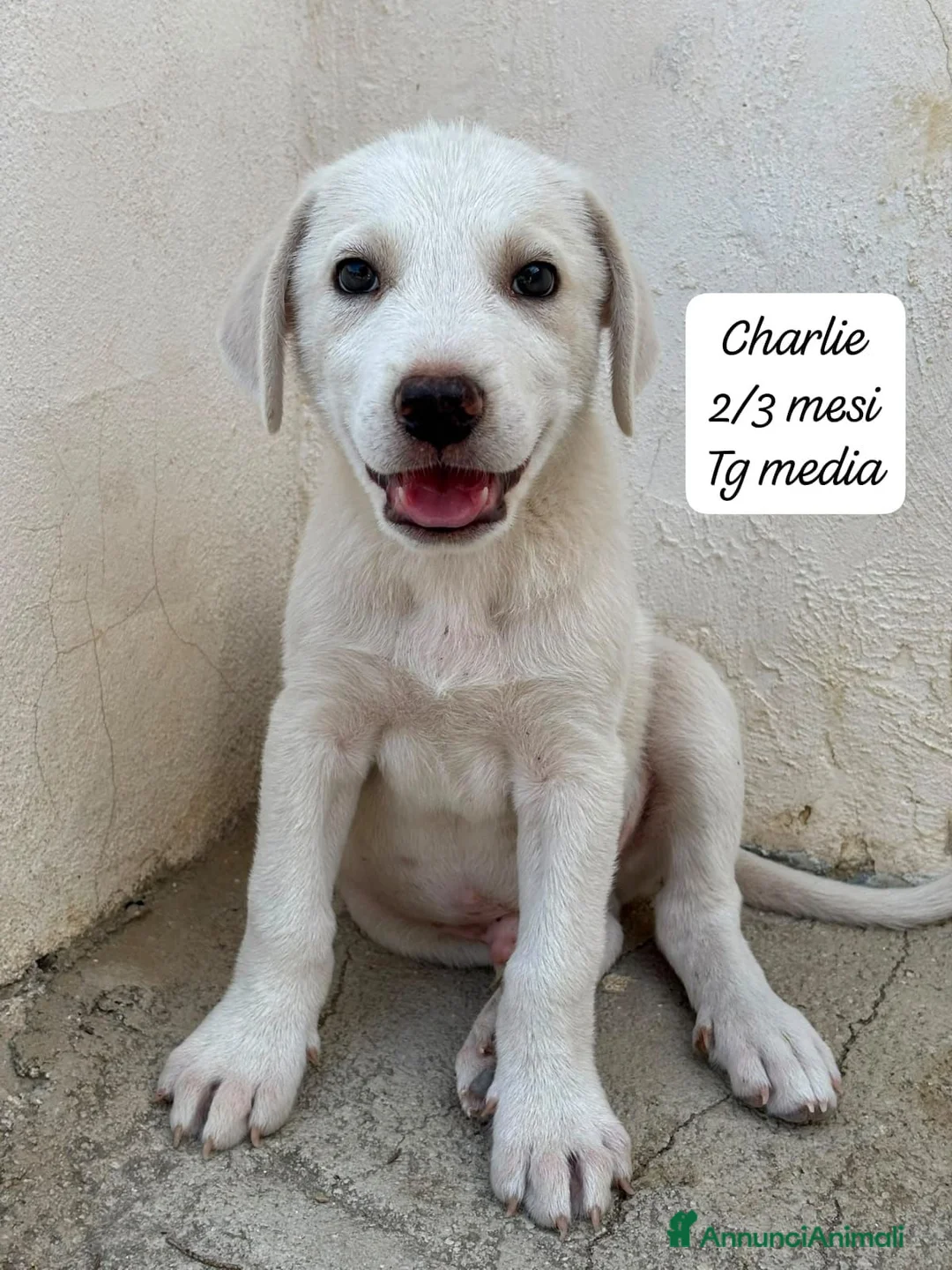 Meticcio cani in regalo: Meticci dimenticati da tutti  a Provincia di Pavia - Annuncio 10