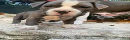 American Staffordshire cani in vendita: Disponibili due cuccioli Amstaff nati ad agosto  - Annuncio 12