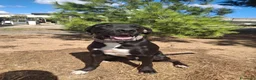 Meticcio cani in regalo: BENNY 💙 IL SORRISO DI CHI NON SI ARRENDE 🥰 - Annuncio 7