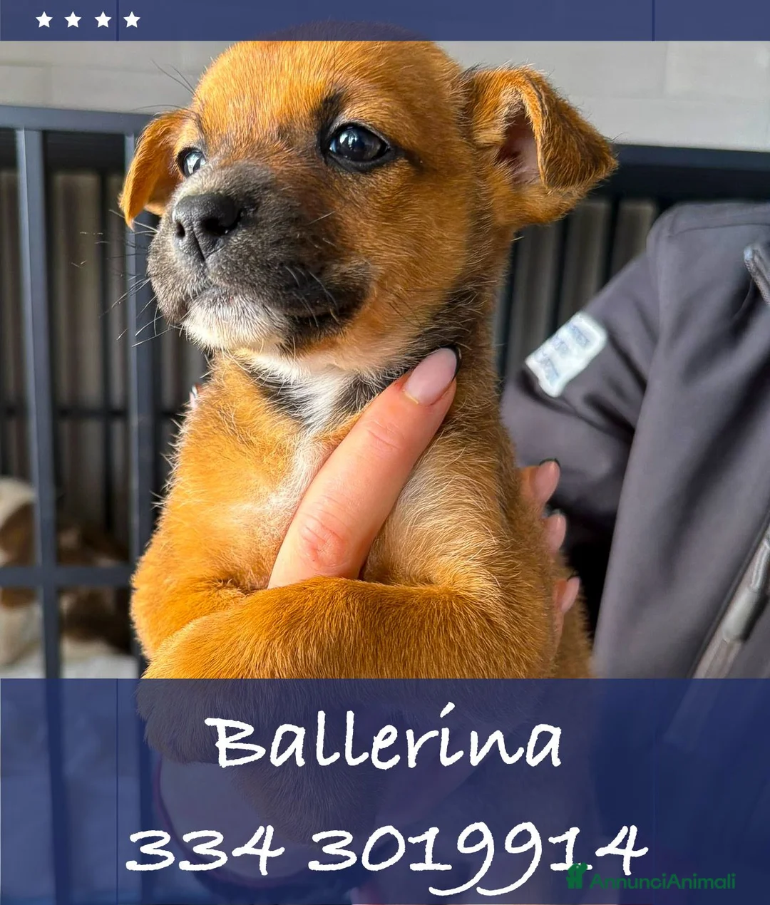 Meticcio cani in regalo: BALLERINA 🩷 - cucciola che ti rapisce il cuore! - Annuncio 1