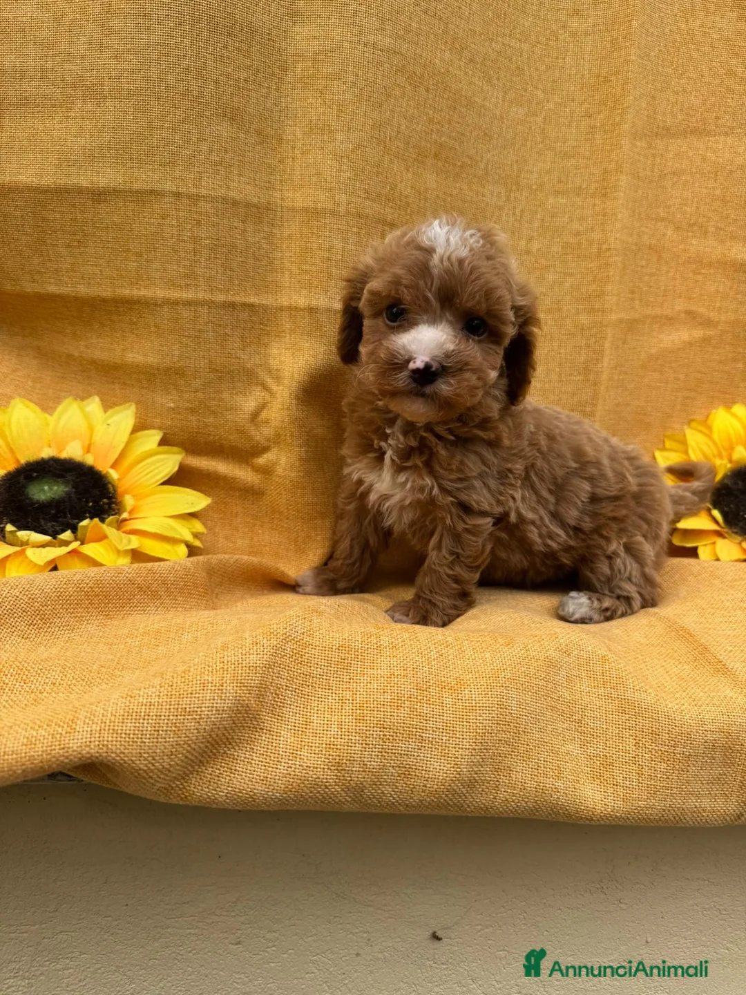 Maltipoo cani in vendita: Maltipoo  - Annuncio 2