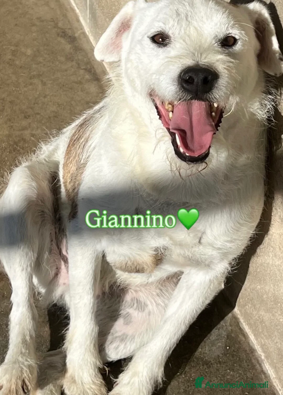 Meticcio cani in regalo: Giannino - Annuncio 1