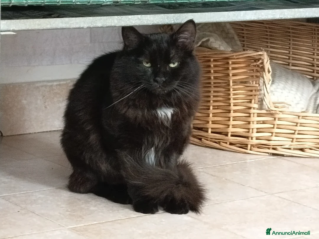 Meticcio gatti in regalo: Terry e Meggie, cercano adozioni - Annuncio 2