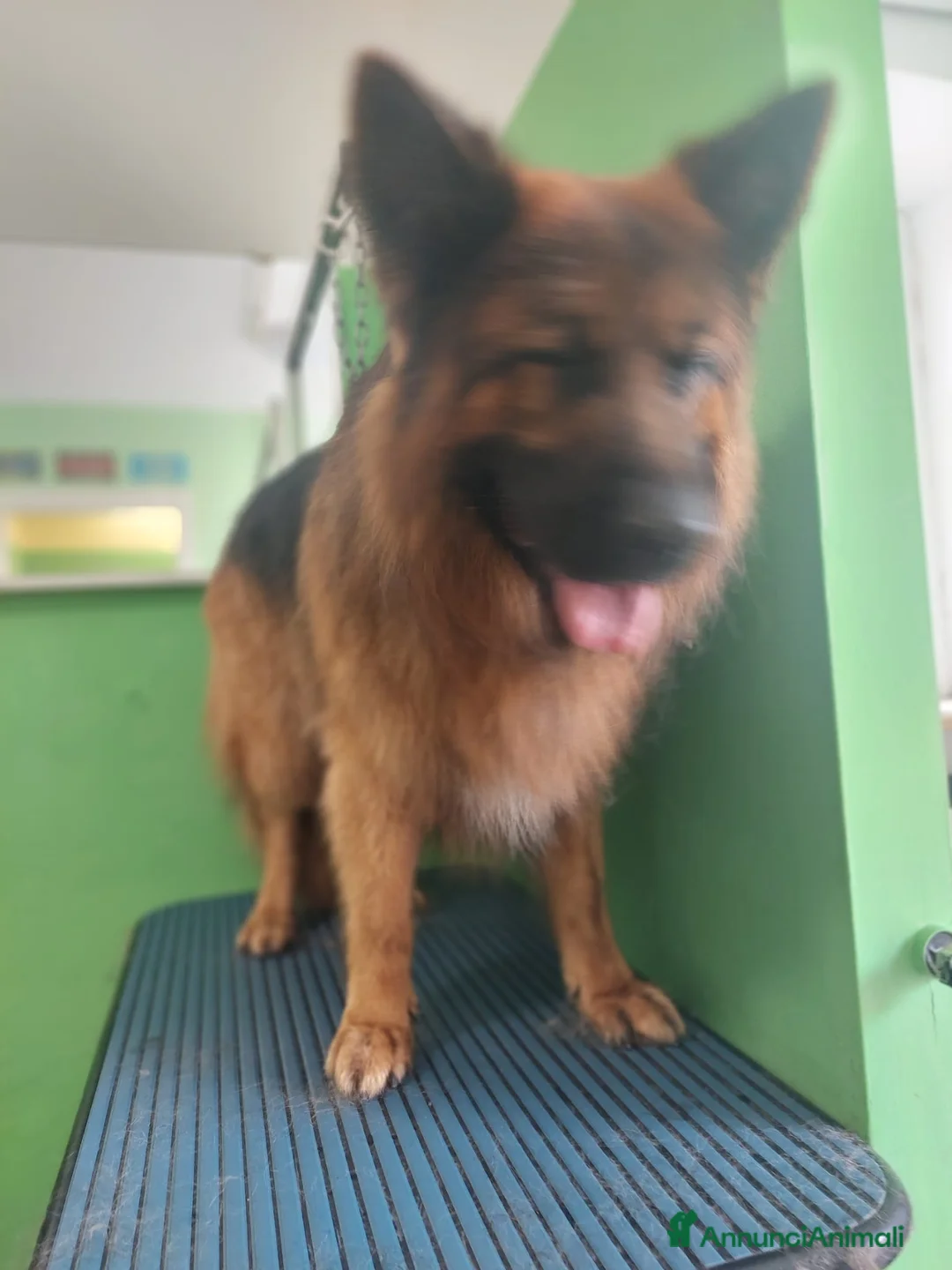 Pastore Tedesco cani per accoppiamento: Zeuss  - Annuncio 2