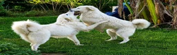 Pastore Abbruzzese Maremmano cani in vendita: Pastore maremmano abruzzese  a Città metropolitana di Catania - Annuncio 1