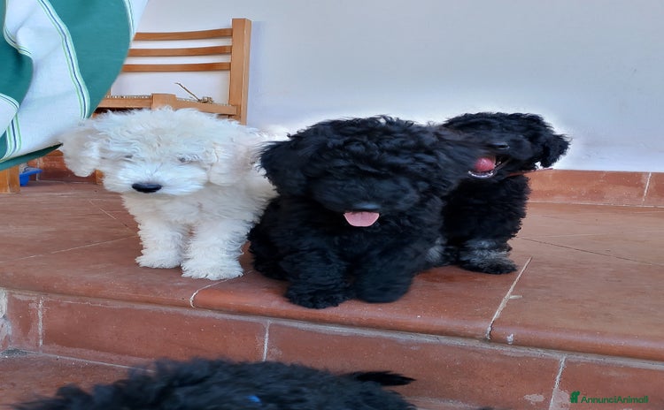 Barboncino cani a Provincia di Avellino - Annuncio 4
