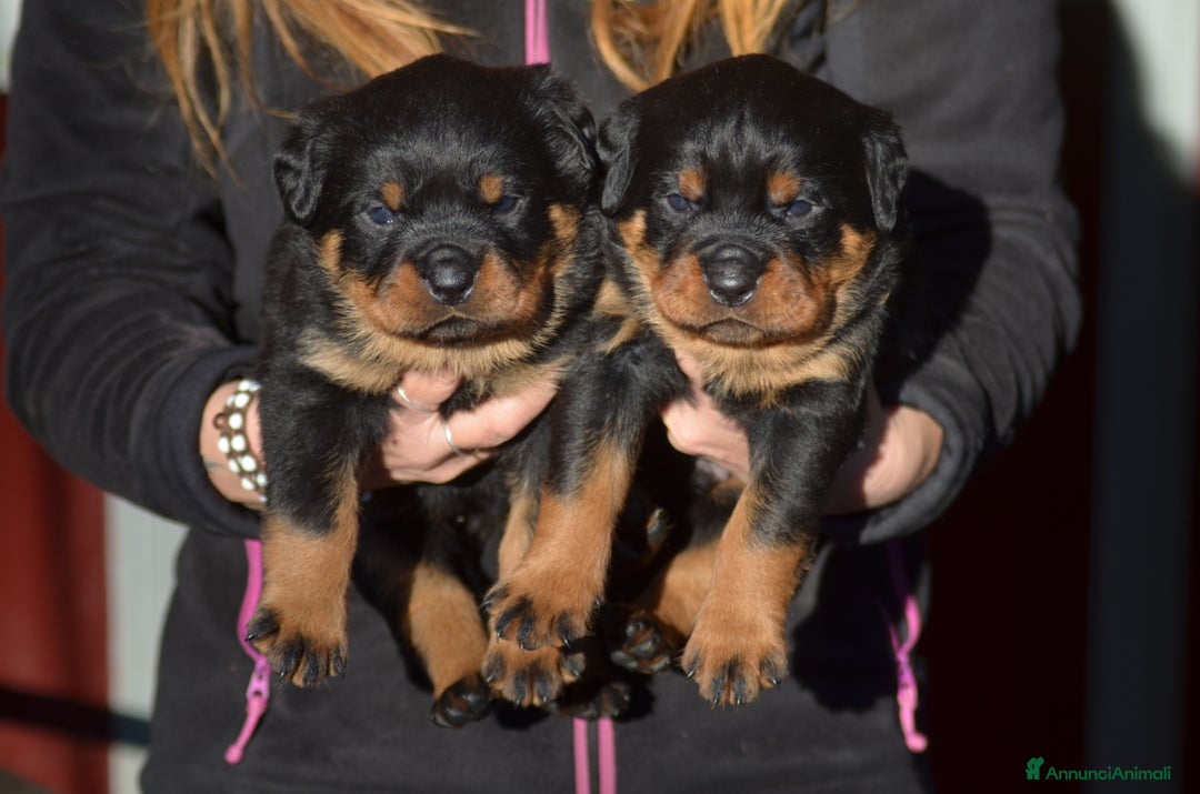 Rottweiler cani in vendita: Cuccioli rottweiler  - Annuncio 4