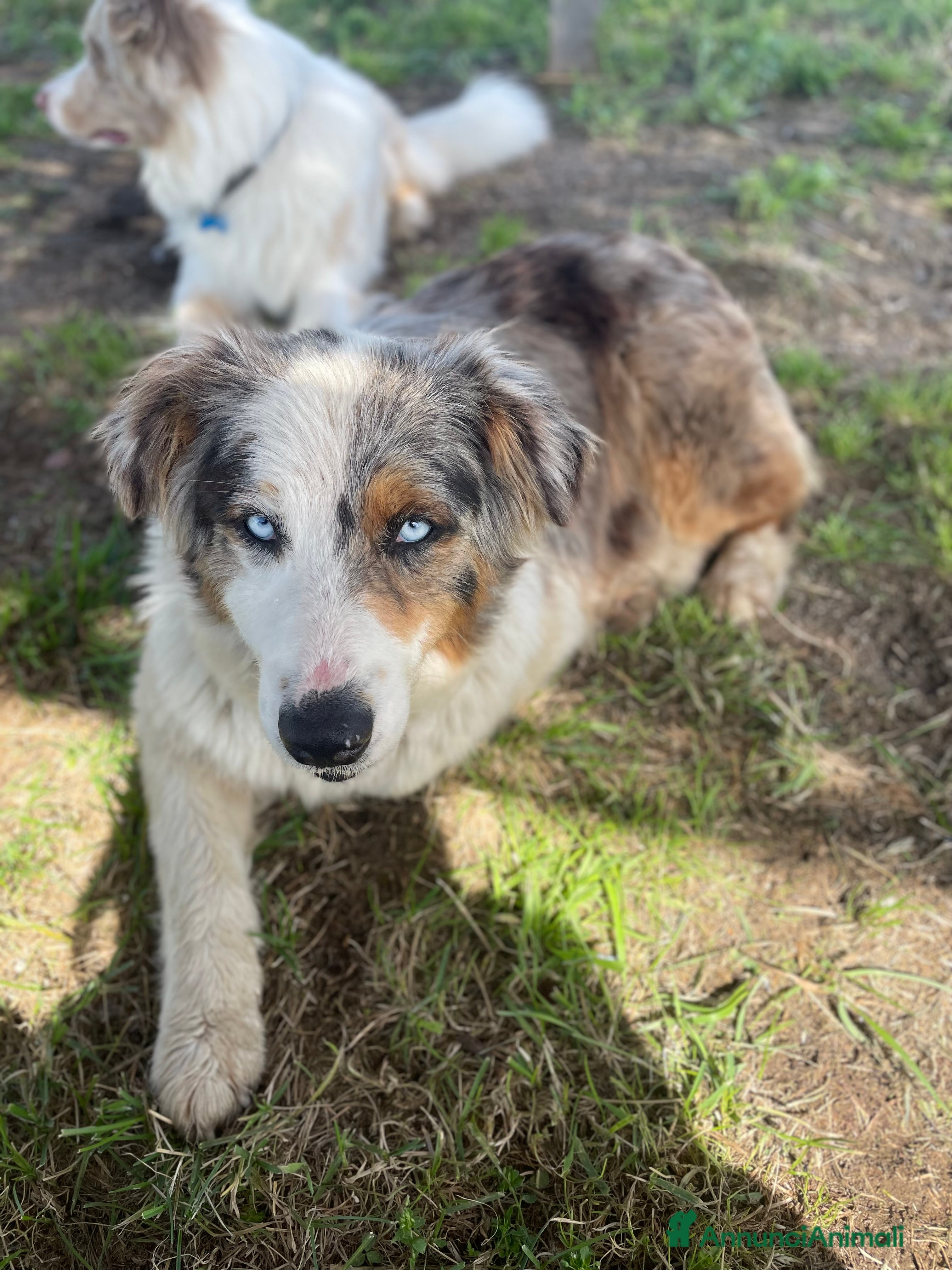 Australian Shepherd cani Pastore australiano  - Annuncio 1