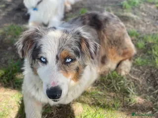Australian Shepherd cani Pastore australiano - Annuncio 1