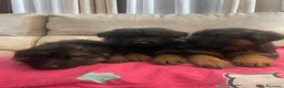 Pastore Tedesco cani in vendita: CUCCIOLI DI PASTORE TEDESCO a Provincia di Vercelli - Annuncio 4