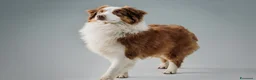 Australian Shepherd cani in vendita: Cucciolo di Australian Shepherd - Annuncio 6