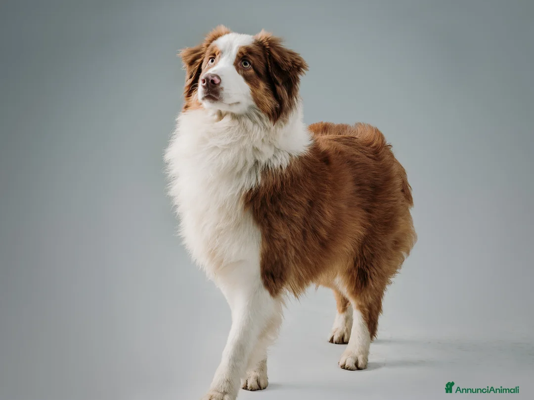 Australian Shepherd cani in vendita: Cucciolo di Australian Shepherd - Annuncio 6