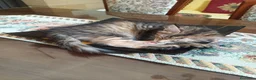 Maine Coon gatti in vendita: Affettuosa cucciola Maine Coon  - Annuncio 2