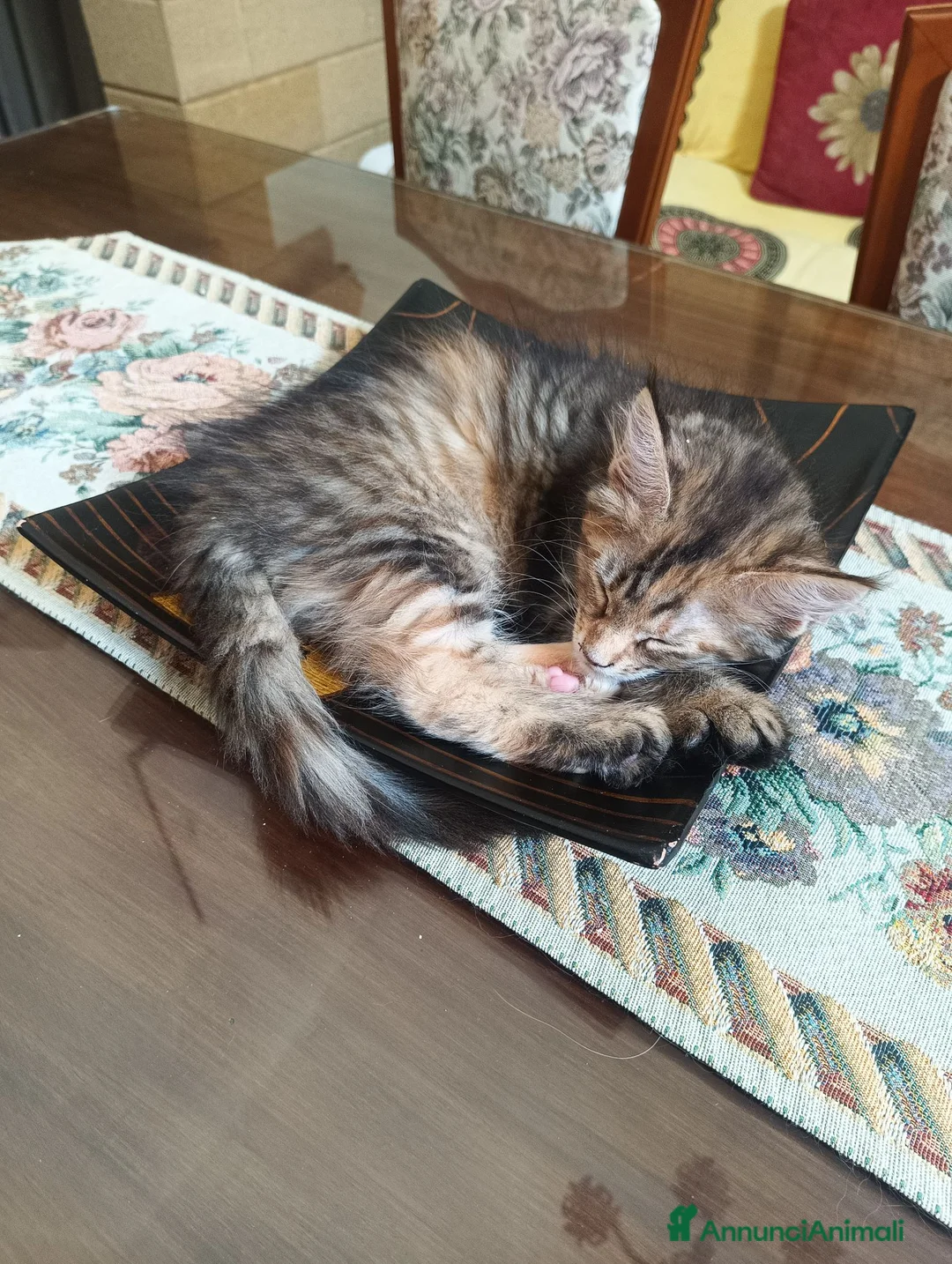 Maine Coon gatti in vendita: Affettuosa cucciola Maine Coon  - Annuncio 2