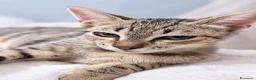 Europeo gatti in regalo: Mia gattina dolcissima in adozione - Annuncio 2
