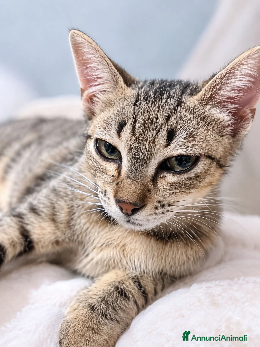 Europeo gatti in regalo: Mia gattina dolcissima in adozione - Annuncio 2