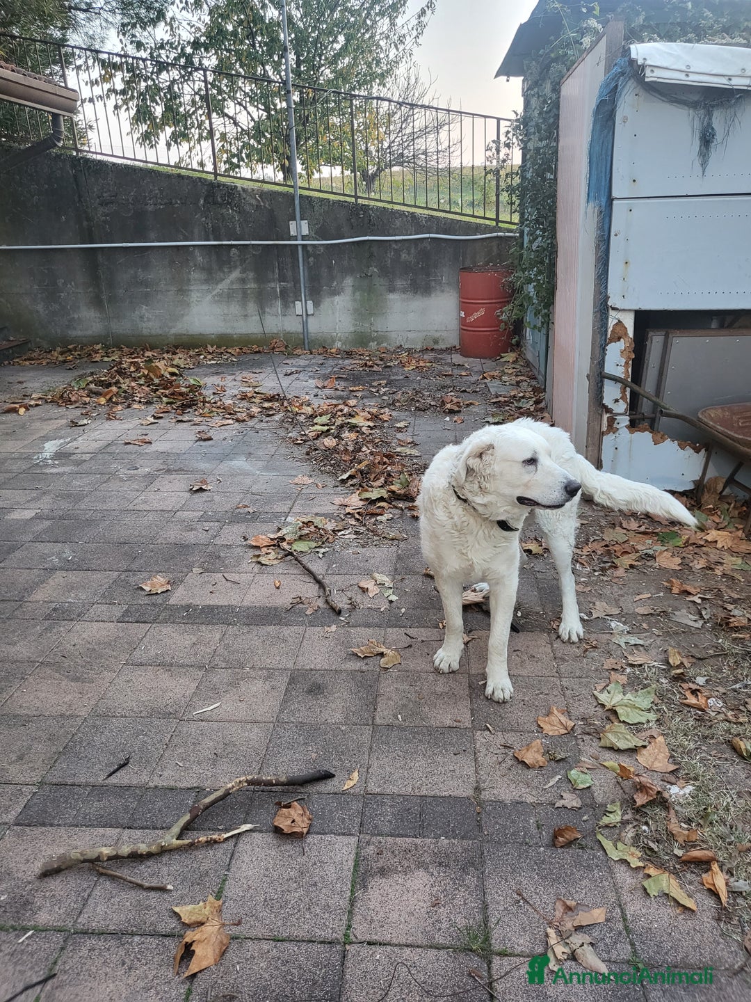 Pastore Maremmano cani in regalo: Regalo pastore maremmano - Annuncio 2