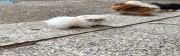 Volpino Pomerania cani in vendita: Volpino di Pomerania  - Annuncio 6