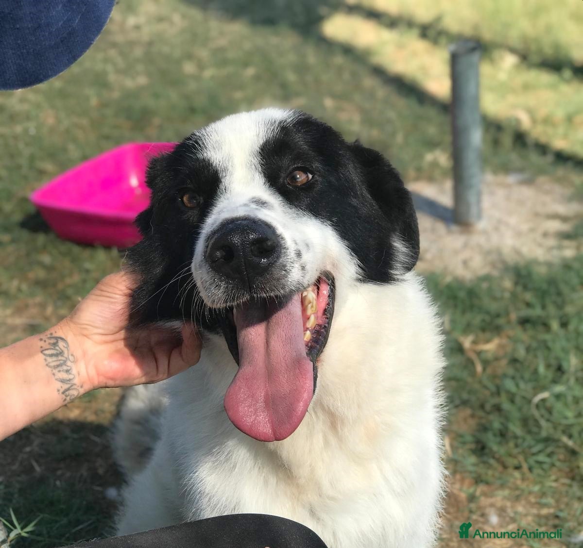 Meticcio cani BUFFALO, CHE TIPO SIMPATICO a Provincia di Latina - Annuncio 25