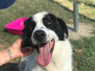 Meticcio cani BUFFALO, CHE TIPO SIMPATICO a Provincia di Latina - Annuncio 36