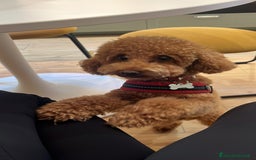 Barboncino Toy cani per accoppiamento: Disponibile per monta  - Annuncio 2