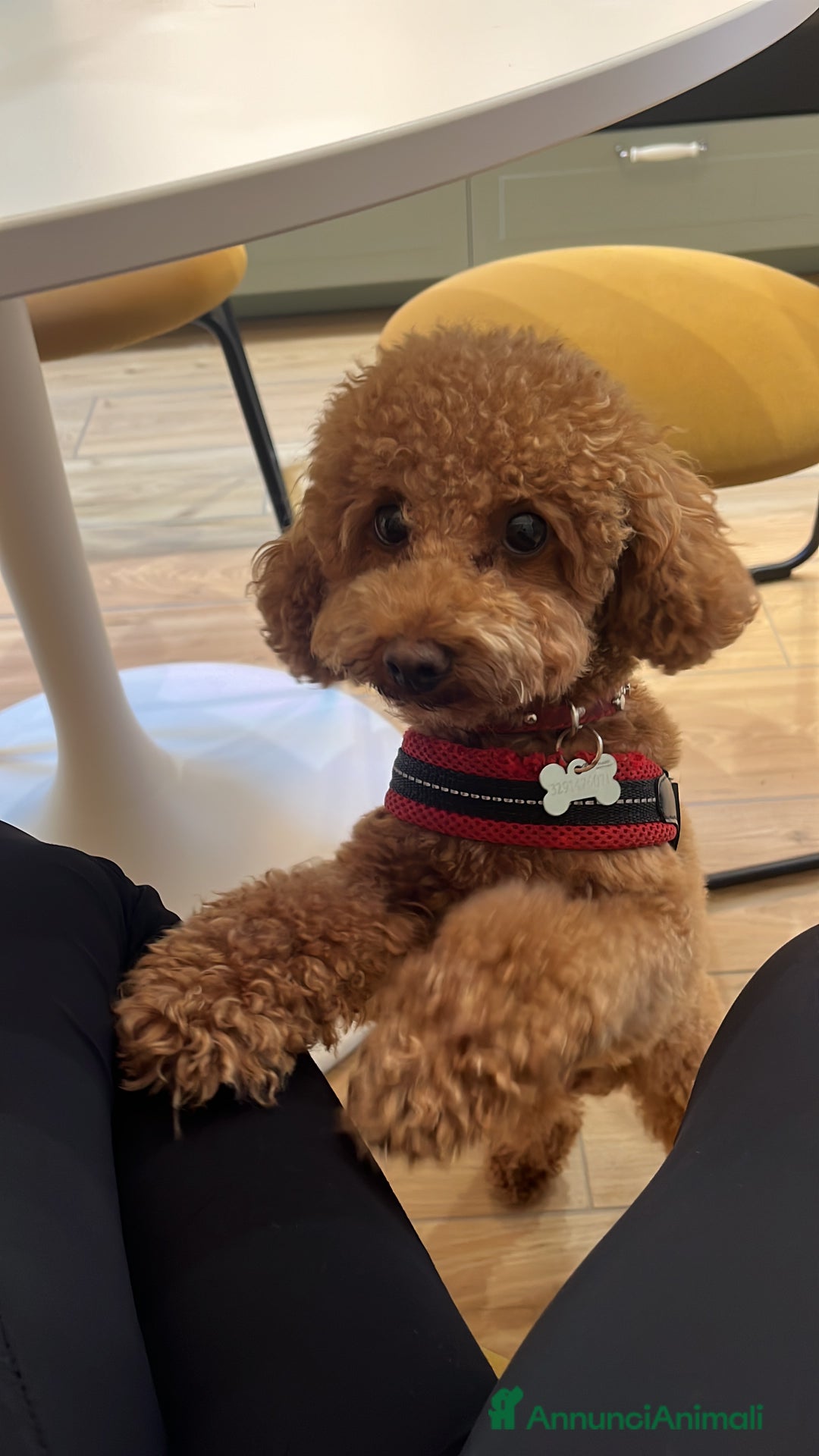 Barboncino Toy cani per accoppiamento: Disponibile per monta  - Annuncio 2