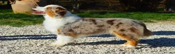 Miniature American Shepherd cani in vendita: miniature american shepherd a Provincia di Perugia - Annuncio 8