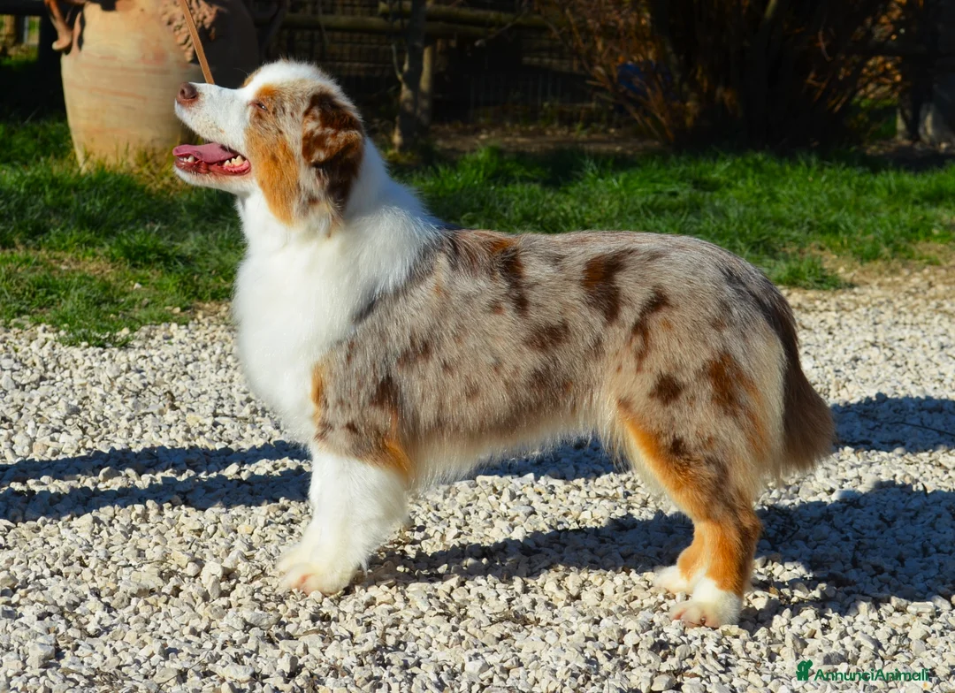 Miniature American Shepherd cani in vendita: miniature american shepherd a Provincia di Perugia - Annuncio 8