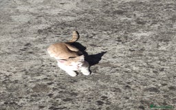 Meticcio gatti in regalo: Regalo due splendidi gattini! - Immagine 6