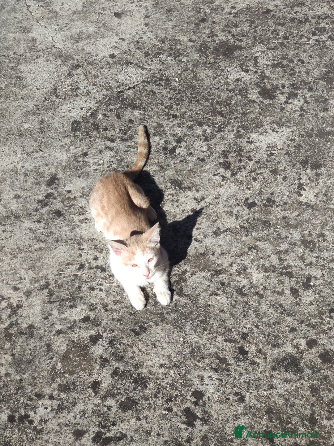 Meticcio gatti in regalo: Regalo due splendidi gattini! - Immagine 6