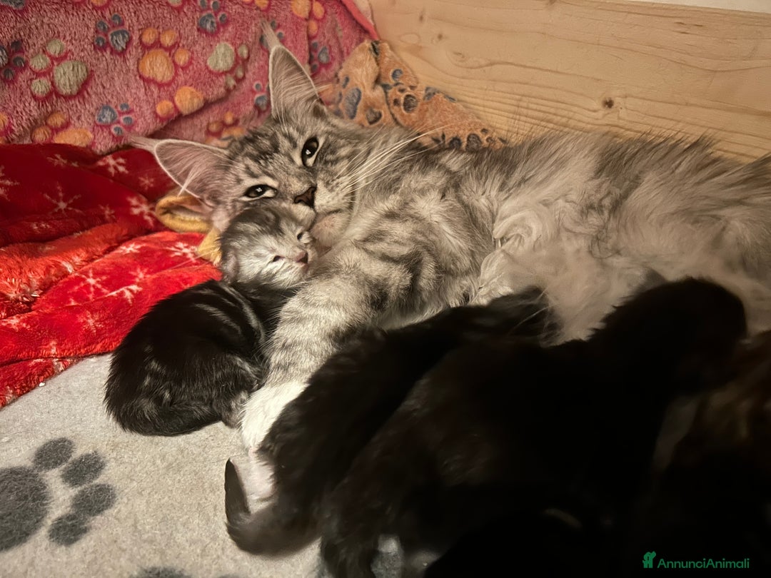 Maine Coon gatti in vendita: Maine Coon femmina ped. Anfi - Annuncio 2