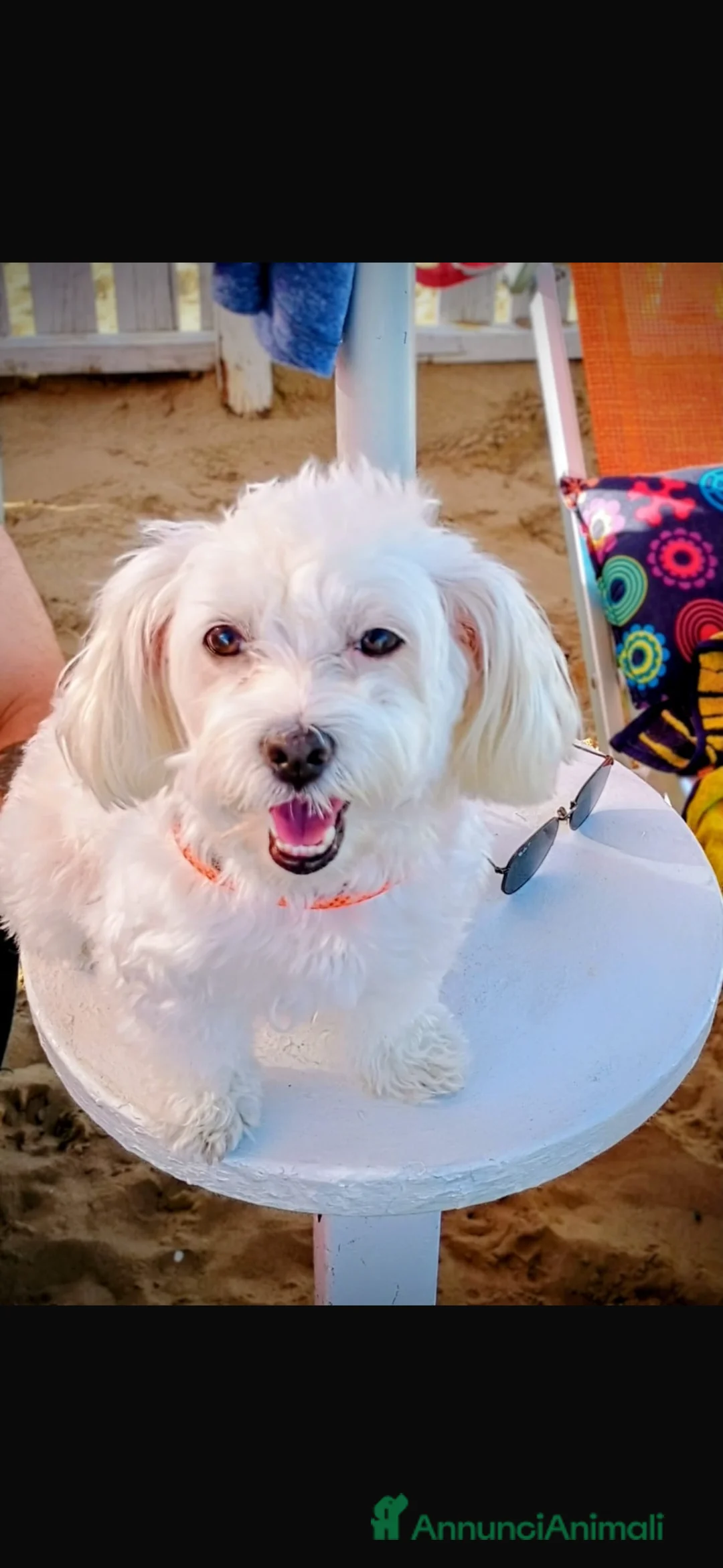 Maltipoo cani in vendita: Maltipoo - Annuncio 2