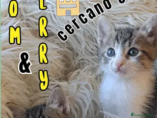 Europeo gatti JERRY E TOM GATTIN ADORABILI - Annuncio 30