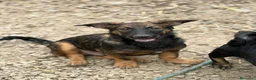 Meticcio cani in regalo: ENZO, lupacchiotto ZAMPACORTA simpaticissimo! - Annuncio 4