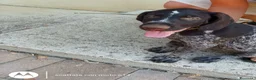 Drahthaar cani in vendita: Cuccioli di Drathaar a Provincia di Macerata - Annuncio 3