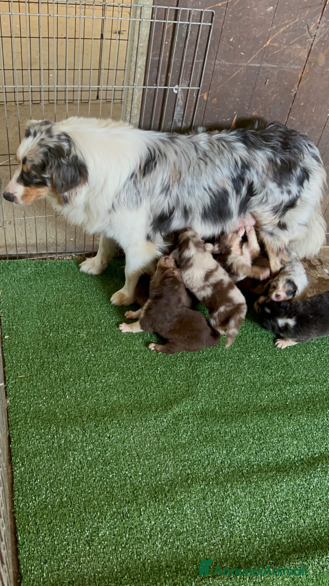 Australian Shepherd cani Cucciolo pastore australiano Australian shepherd - Annuncio 1