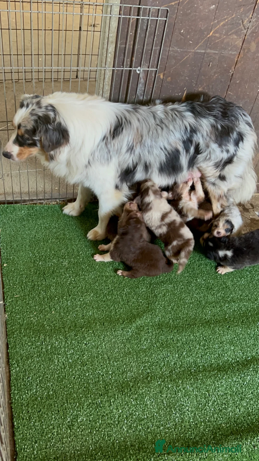 Australian Shepherd cani in vendita: Cucciolo pastore australiano Australian shepherd - Annuncio 1