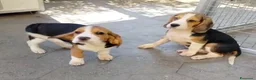 Beagle cani in regalo: Cuccioli di Beagle maschi in regalo a Città Metropolitana di Genova - Annuncio 3