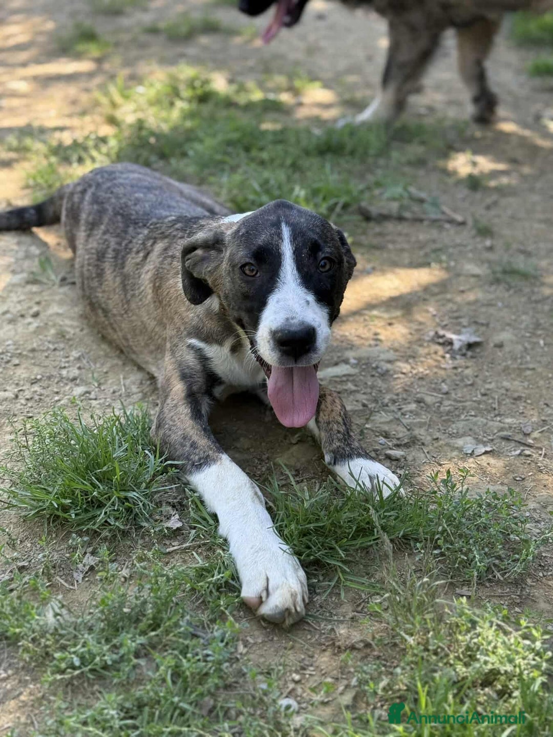 Dogo Argentino cani in regalo: BORIA & BALINA, cucciole mix DOGO ARGENTINO!  - Annuncio 6